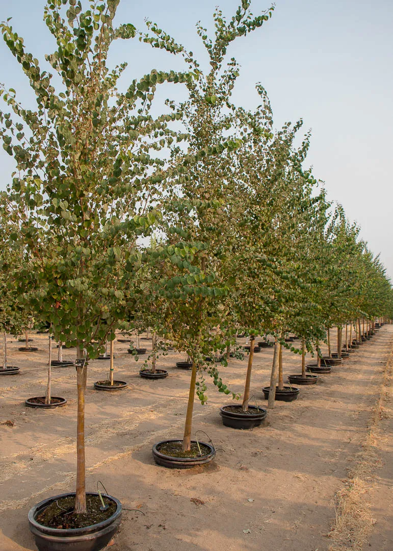 Katsura Tree | Garden Gate Nursery